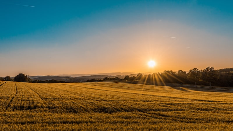 Sun setting over a golden crop field